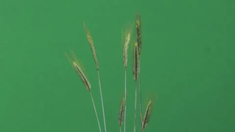 Green rye ears on chroma key background for video editing. Vídeo Stock 333112651