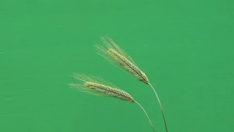 Green rye ears on chroma key background for video editing. 動画素材 333112702