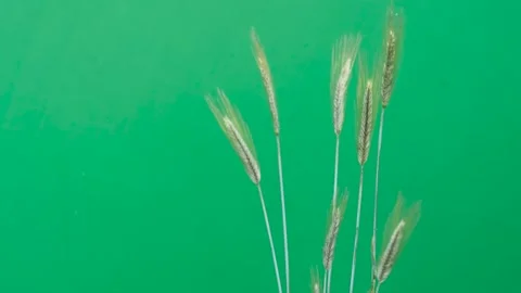 Green rye ears on chroma key background for video editing. Vídeos de archivo 333113311