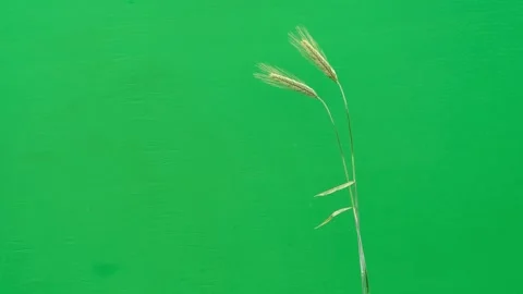 Green rye ears on chroma key background for video editing. Stock Footage 333113318