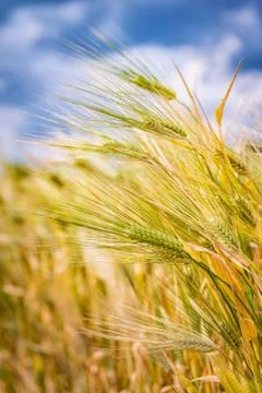 Green rye ears Stock Photos