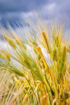 Green rye ears Stock Photos
