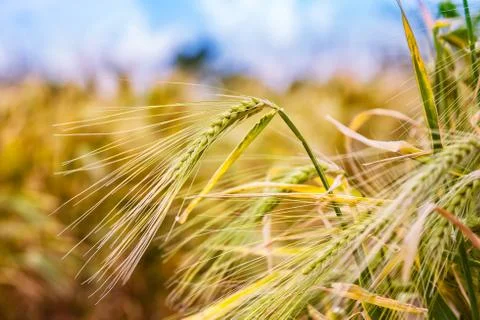 Green rye ears Foto stock