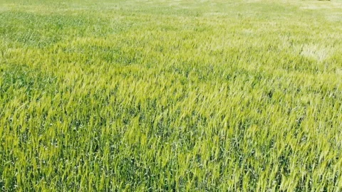 Green rye on a farm field. Stock Footage 157324966
