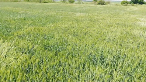 Green rye on a farm field. Stock Footage 157325143