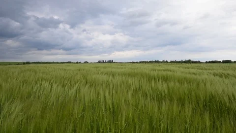 Green rye field against the cloudy sky Stock Footage 99251717