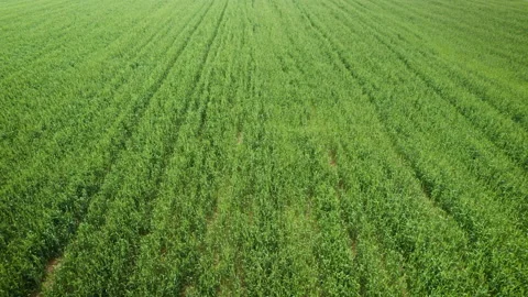 Green rye on the field, drone shot Stock Footage 233701812