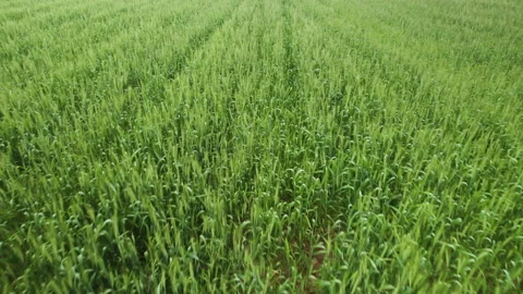 Green rye on the field, drone shot Stock Footage 233701872