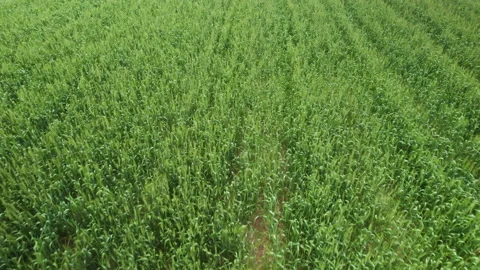 Green rye on the field, drone shot Stock Footage 233701887