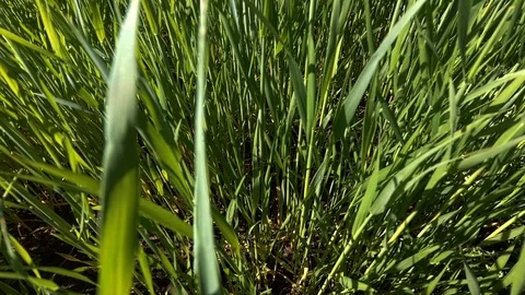 Green rye on the field Stock Footage 109532366