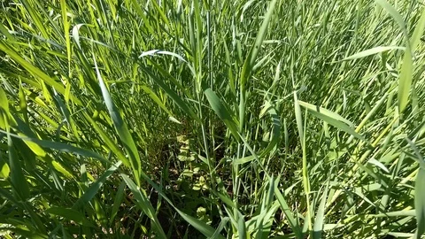 Green rye on the field Stockbeeldmateriaal 109532368