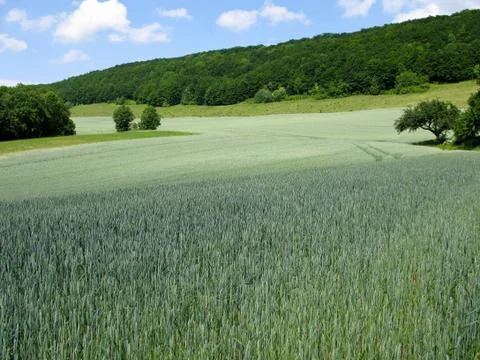 Green rye field Stock-Fotos