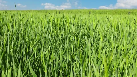 Green rye field ripples softly as wind moves through the young crop. 스톡 동영상 344768062