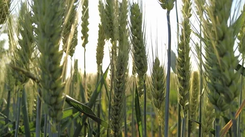 Green rye field. Spikelets of green wheat spike in the sun. Stock Footage