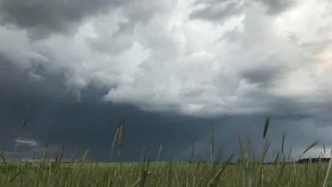 Green rye field in stormy windy weather Stock Footage 156455372