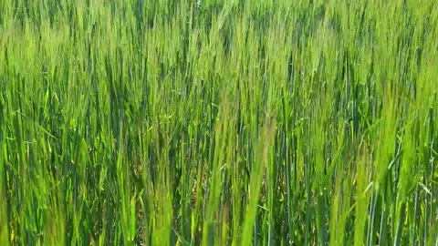 Green rye in the field in the summer during the day Stock Footage 156750861
