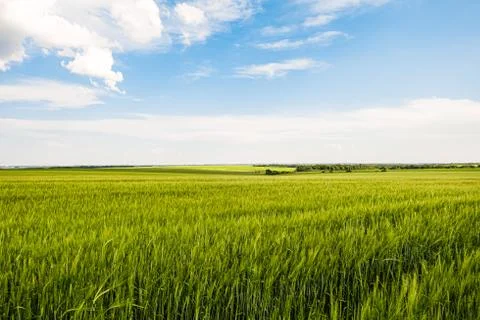 Green rye fields at a bright sunny summer day. Plain under a cloudy sky. Stock Photos