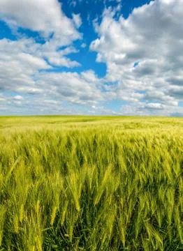 Green rye fields on under a cloudy beautiful sky Stock Photos