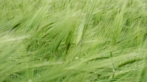 Green rye or crops on the field. Ears of wheat sway in the wind. Video stock 130654403