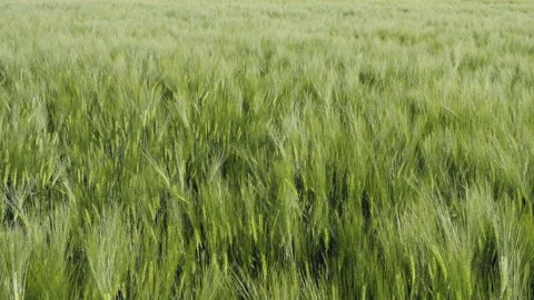 Green rye or triticale field in the wind 스톡 동영상 131586937