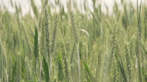 Green rye or wheat field. Stock-Footage 63852015