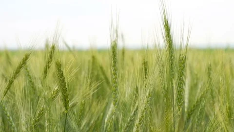 Green rye or wheat field. Close up on bread corns or green wheat heads. 스톡 동영상 81571388