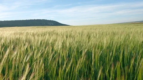 Green rye or wheat field. Close up on bread corns or green wheat heads. 스톡 동영상 81835451