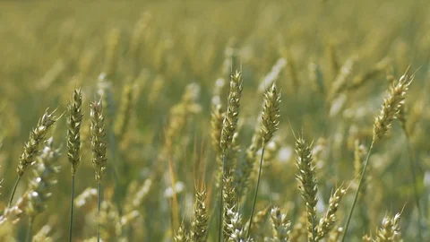 Green rye in summer field slowmotion shot Stock Footage 120370367