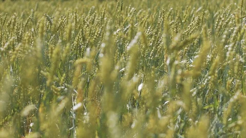 Green rye in summer field slowmotion shot Stock Footage 120580104
