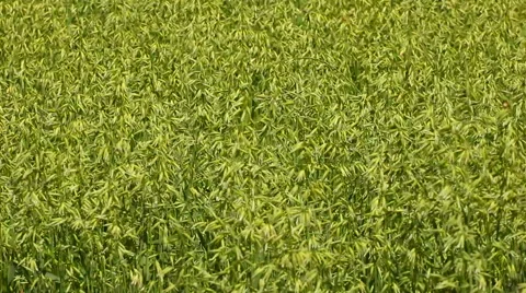 Green rye swinging in the wind in early summer Stock Footage 51057597