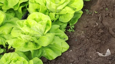 Green salad close up Vídeo Stock 58857509