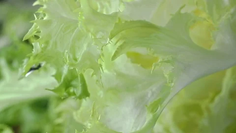 Green salad Stock Footage 127159645