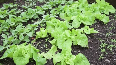 Green salad Stock Footage 276434991