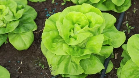 Green salad growing Stock-Footage 58857622