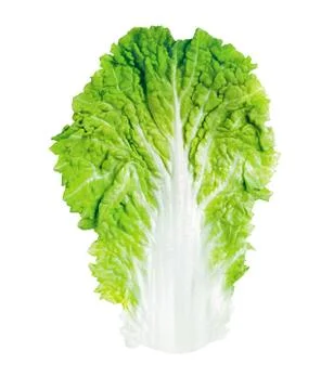 Green salad leaf Foto stock