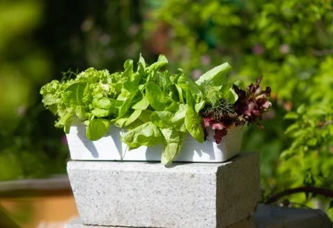 Green salad, lettuce in a white rectangular pot in the garden on a summer day. Stock Photos