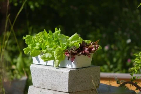 Green salad, lettuce in a white rectangular pot in the garden on a summer day. Stock Photos