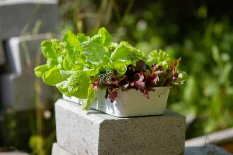 Green salad, lettuce in a white rectangular pot in the garden on a summer day. Stock Photos