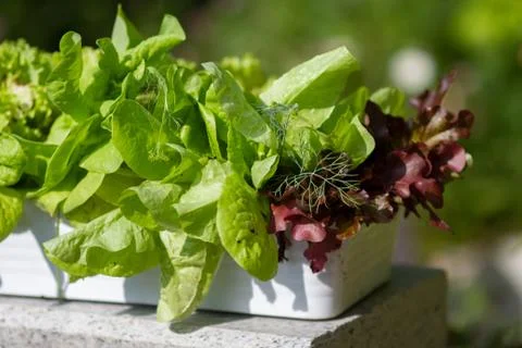 Green salad, lettuce in a white rectangular pot in the garden on a summer day. Stock Photos