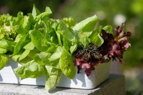 Green salad, lettuce in a white rectangular pot in the garden on a summer day. Stock Photos