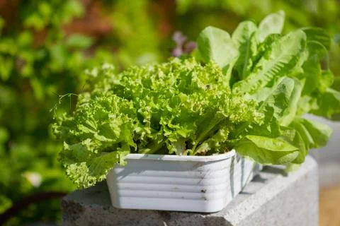 Green salad, lettuce in a white rectangular pot in the garden on a summer day. Stock Photos