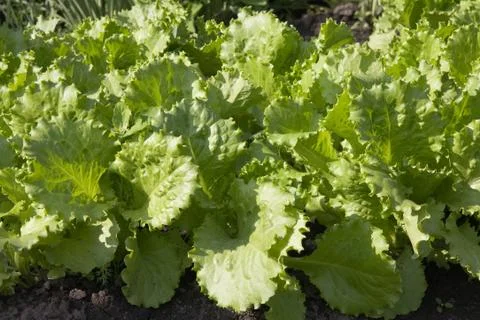 Green salad Foto stock
