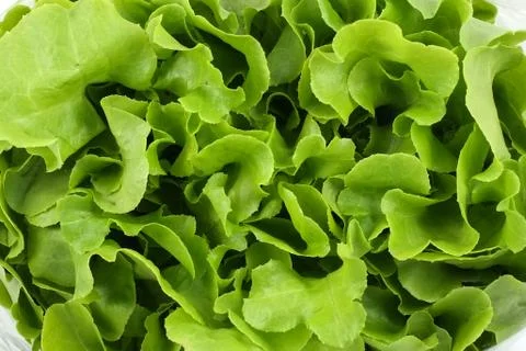 Green salad Stock Photos