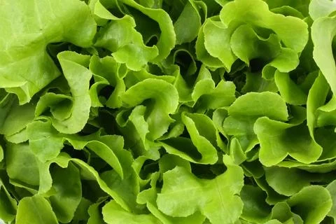 Green salad Stock Photos