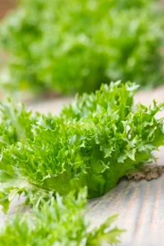 Green salad Stock Photos