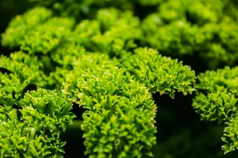 Green salad Stock Photos