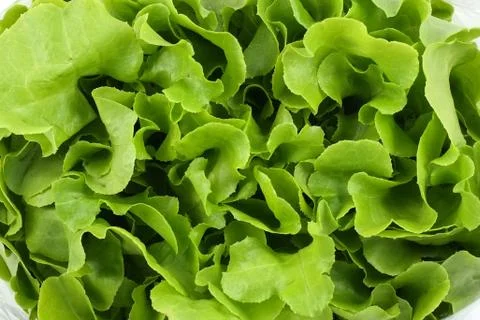 Green salad Stock Photos
