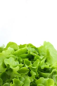 Green salad Stock Photos