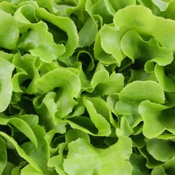 Green salad Stock Photos