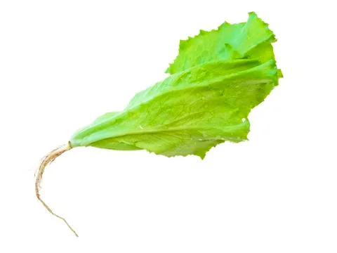 Green Salad Stock Photos